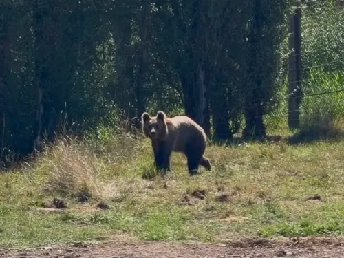 Rencontre avec les jeunes ours du Parc de Sainte-Croix
