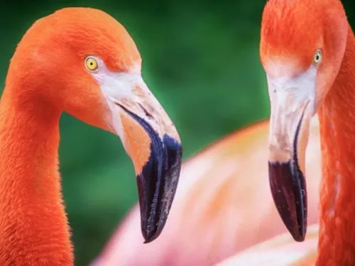 Au zoo de Mulhouse : rencontre avec les flamants rouges