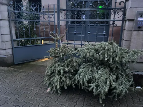 Où et quand jeter son sapin de Noël en Alsace ?