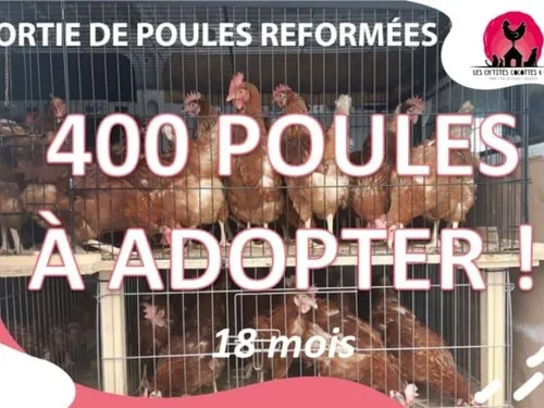 Pays de Mormal : des poules à adopter, une extension du complexe...
