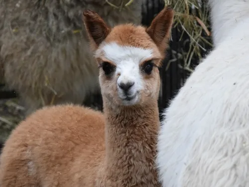 Val de Sambre : carnet au zoo de Maubeuge, de nouveaux commerces et...