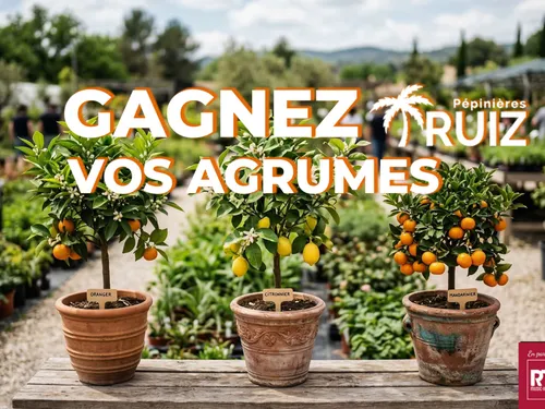 Gagnez vos agrumes avec les Pépinières Ruiz