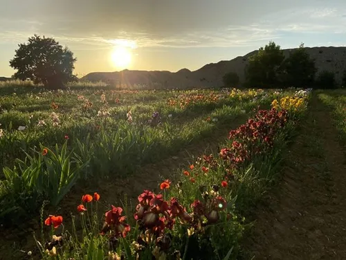 Près de Montpellier : 400 variétés d’iris à découvrir en plein champ