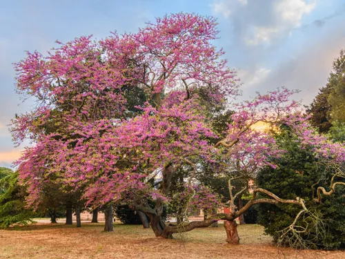 Concours : L'arbre de l'année sera-t-il gardois ?