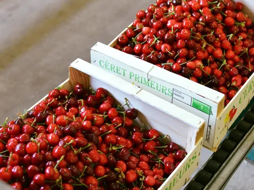 Pyrénées-Orientales : les premières cerises Françaises sont arrivées
