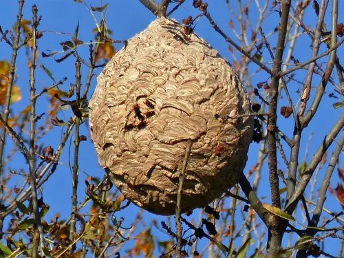 Frelon asiatique : comment le piéger tout en protégeant la...