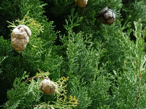 Grand Narbonne : Trois capteurs pour détecter et mesurer les pollens