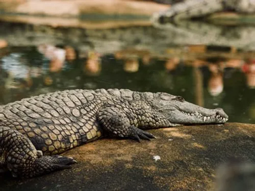 Pierrelatte : Un job dating pour passer l’été à la Ferme aux...