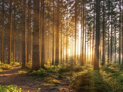 Récolte de bois durable à Frontignan pour préserver la forêt