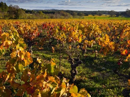 Changement climatique : dans l’Hérault, bientôt des cépages plus...
