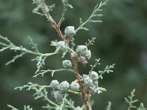 Dans le Gard, le cyprès de l’Arizona pourrait aider nos forêts à...