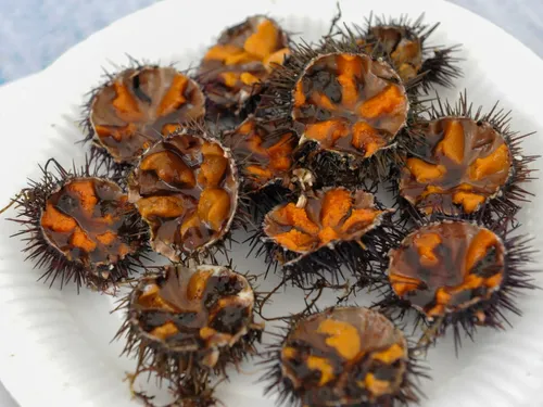 Sète : Top départ pour l’Oursinade de Thau ce vendredi !