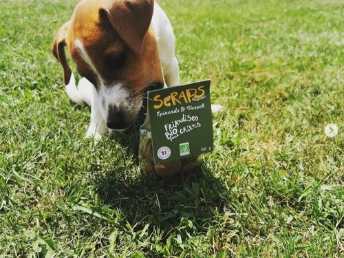 Occitanie : des friandises pour chien à base de pains bio récupérés...