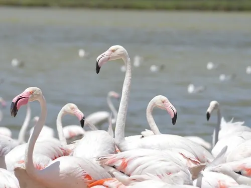 Sigean : la réserve africaine finance des associations locales,...