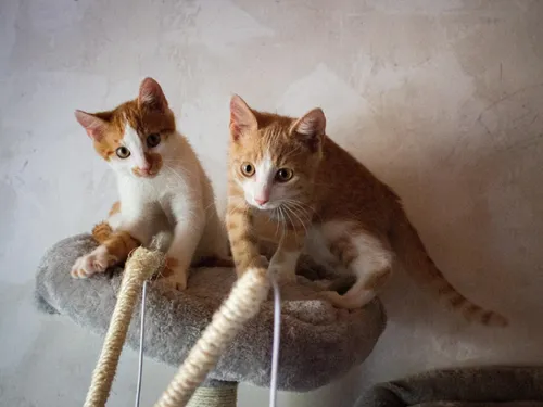 La LPA  a de nouveau besoin de dons pour l'été