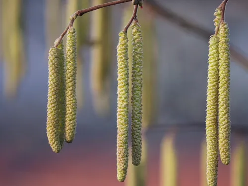 Les pollens déjà de retour dans les Hauts-de-France