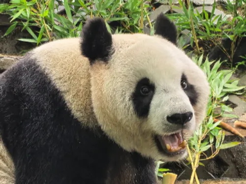 Une nouvelle pensionnaire très attendue à Pairi Daiza
