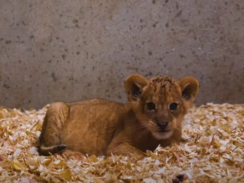 Naissance surprise à Pairi Daiza ! 