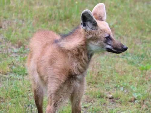 Deux nouvelles arrivées au zoo de Lille