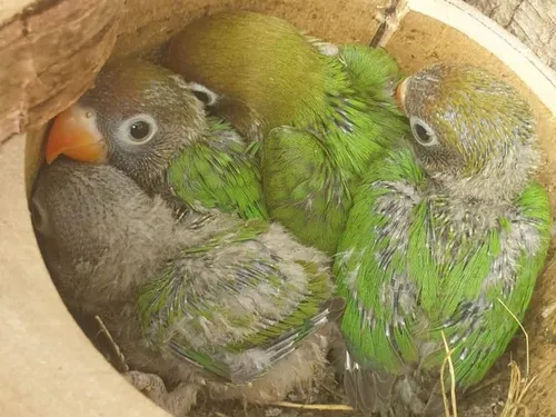 Naissances au zoo de Lille ! 