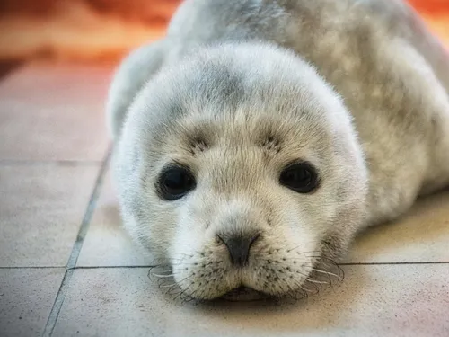 La saison des parrainages ouverte à la LPA du Calaisis