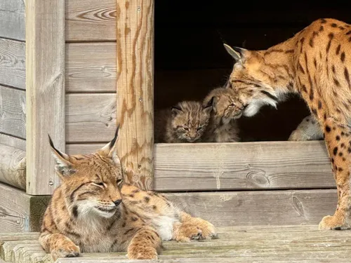 De nouveaux arrivants dans les zoos !