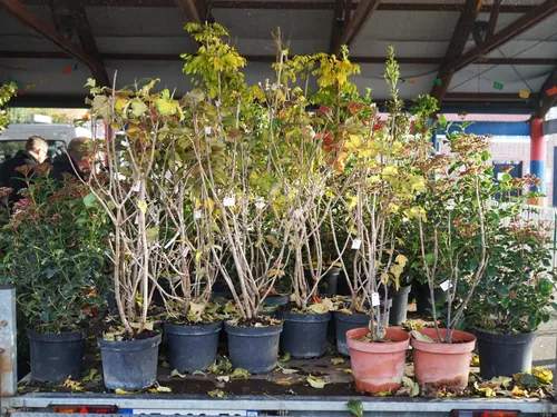 La Madeleine renouvelle son opération "don d'arbres et d'arbustes" 