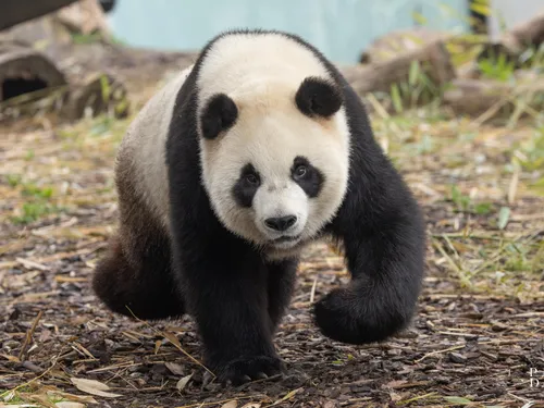 Plus que quelques jours pour voir les pandas de Paizi Daiza