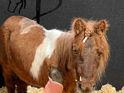 Une cagnotte pour opérer Caramel, pensionnaire de Terre Animale