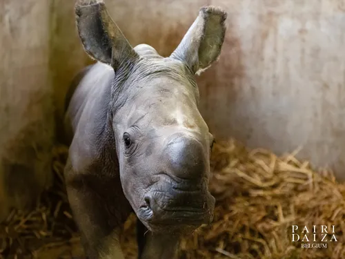 Votez pour le prénom du dernier bébé de Pairi Daiza ! 