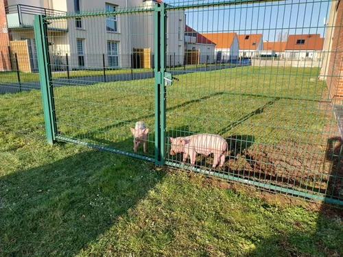 Deux petits cochons à sauver et à adopter à Dourges
