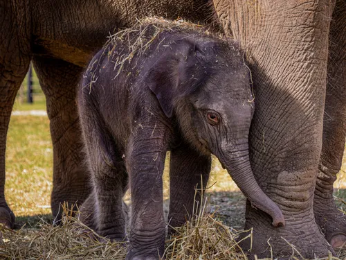 Choisissez le prénom de l'éléphanteau né à Pairi Daiza ! 