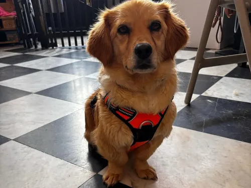 Le Waf appelle à l'aide et lance une cagnotte en ligne