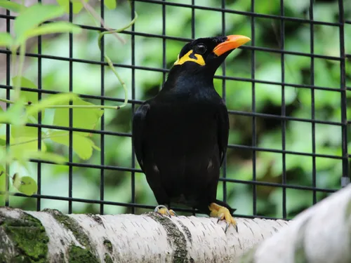 Les Journées de la conservation reviennent au zoo d'Amiens