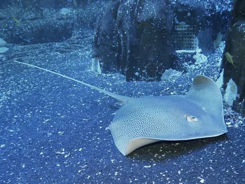 Des nouveautés chez Nausicaa cet été