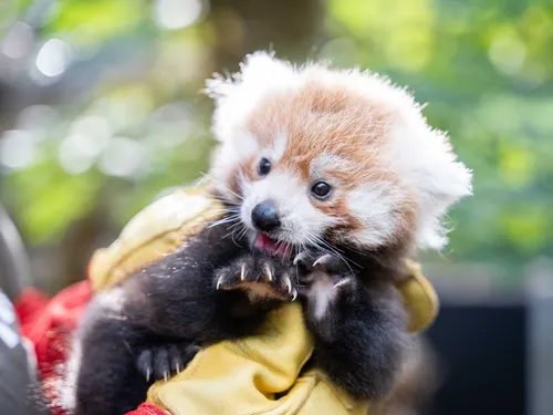 Carnet rose et nouvelle zone au zoo de Lille