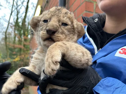 Naissance exceptionnelle au parc Bellewaerde !