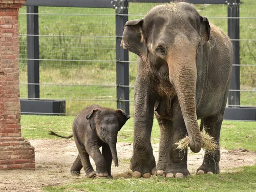 Pairi Daiza met en place des « Journées du Cœur »