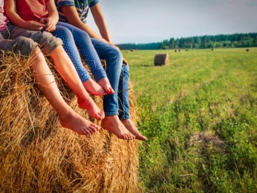 Un été dans les fermes de la région