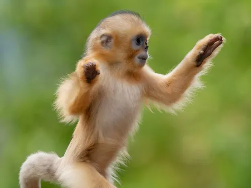 On connaît les prénoms des bébés singes dorés de Pairi Daiza !