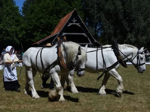 C'est la Fête du Cheval ce dimanche à Villeneuve d'Ascq
