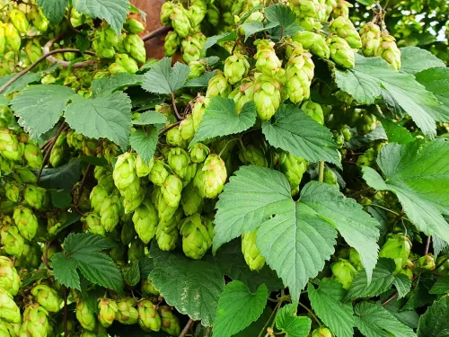 Une fête du houblon ce samedi à Sercus dans les Flandres 