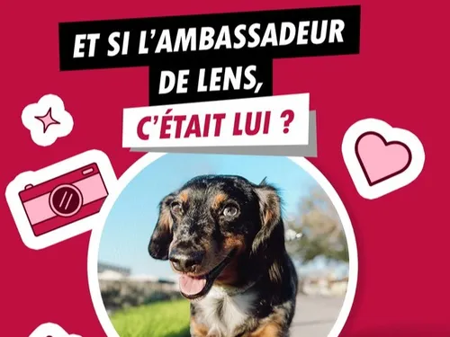 Un concours photo de chiens lancé par la ville de Lens