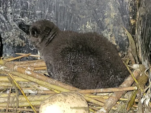 Naissance chez Nausicaa ! 