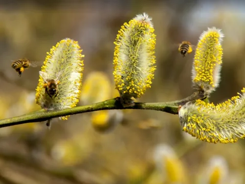 Les allergies aux pollens de graminées de retour dans la région