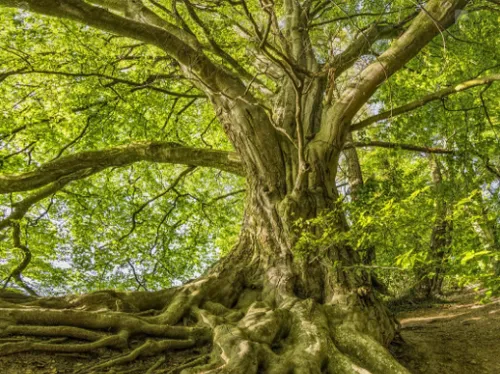C'est la Fête de l'arbre à Hellemmes