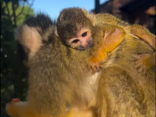 Nouvelle naissance à Pairi Daiza !
