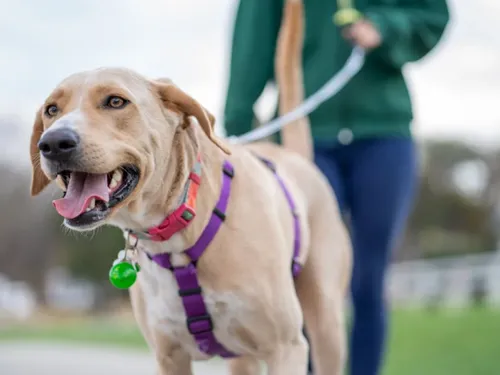 Vigilance pour vos animaux de compagnie le long de la Lys