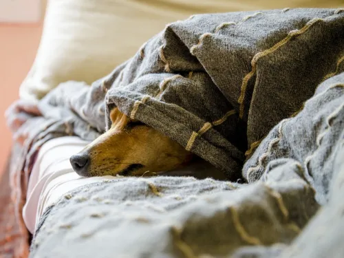 Les déchetteries du Val de Somme récoltent vos dons pour les animaux