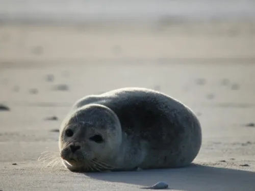 Picardie Nature recherche des bénévoles pour l'été